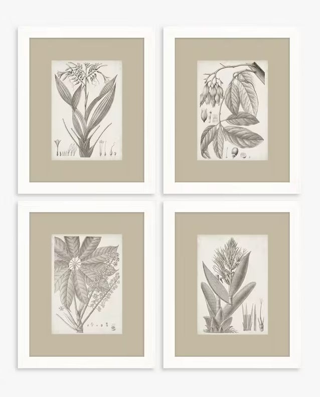 Vision Studio Sepia Exotic Plants Framed Print 57 x 47cm Set of 4 - Neutral