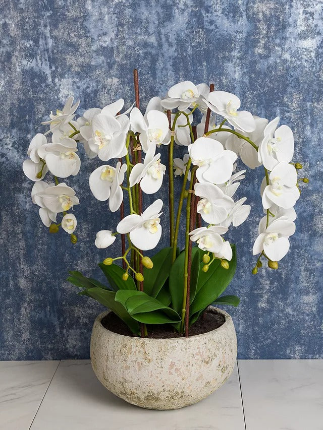 Floralsilk Artificial White Orchid in Clay Pot H75 x W65 x D65 cm - Kazoop