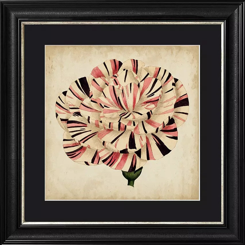 John Lewis Pop Floral VI Framed Print & Mount 56 x 56cm - Black/Pink