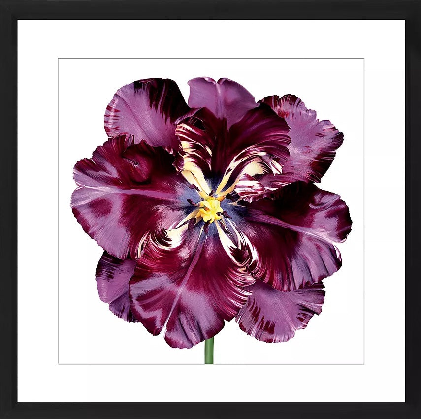 John Lewis Burgundy Tulip 3 Framed Print & Mount 56 x 56cm - Burgundy
