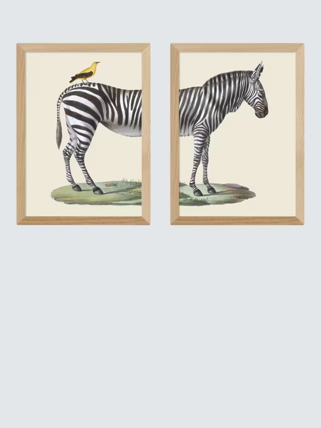 EAST END PRINTS Natural History Museum Zebra & Bird A3 Oak Framed Print Set