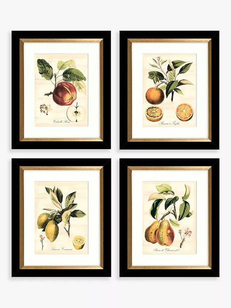 John Lewis Tuscan Fruit Framed Prints & Mounts Set of 4 - Orange/Multi - Kazoop 