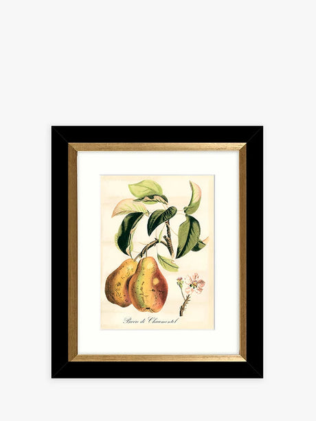 John Lewis Tuscan Fruit Framed Prints & Mounts Set of 4 - Orange/Multi - Kazoop 