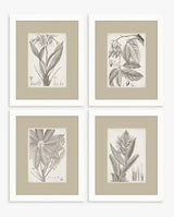 Vision Studio Sepia Exotic Plants Framed Print 57 x 47cm Set of 4 - Neutral