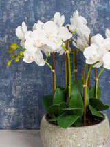 Floralsilk Artificial White Orchid Arrangement Clay Pot Indoor Plant - White