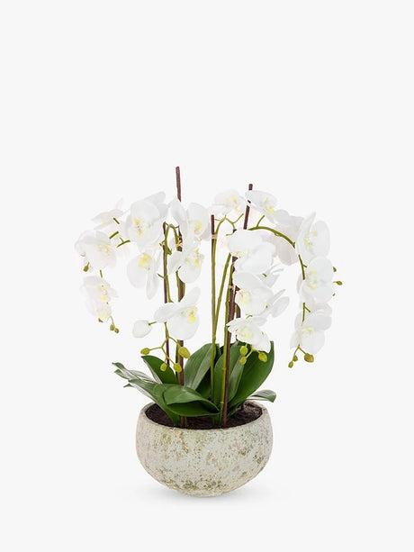 Floralsilk Artificial White Orchid in Clay Pot H75 x W65 x D65 cm - Kazoop 