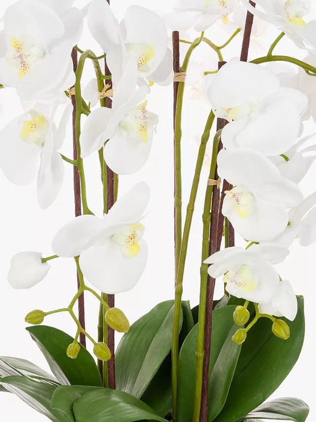 Floralsilk Artificial White Orchid in Clay Pot H75 x W65 x D65 cm - Kazoop 