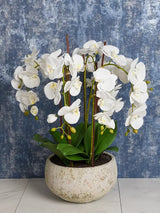 Floralsilk Artificial White Orchid in Clay Pot H75 x W65 x D65 cm - Kazoop 