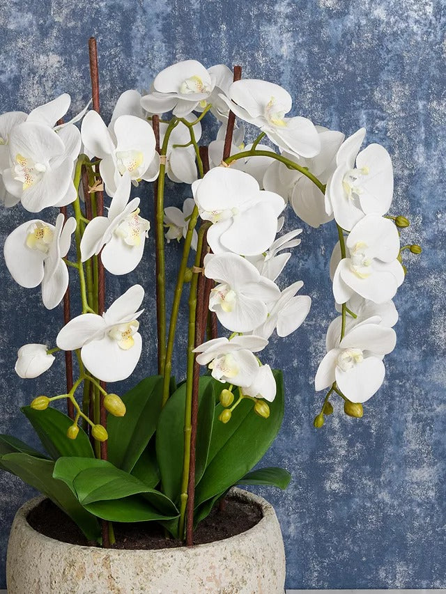 Floralsilk Artificial White Orchid in Clay Pot H75 x W65 x D65 cm - Kazoop 