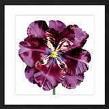 John Lewis Burgundy Tulip 3 Framed Print & Mount 56 x 56cm - Burgundy