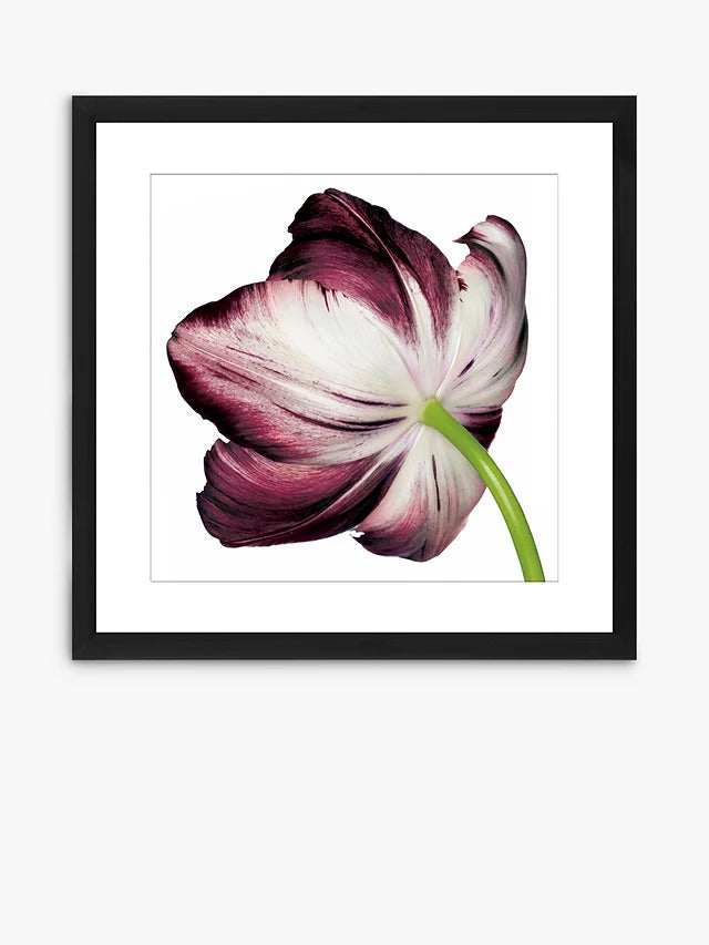John Lewis Burgundy Tulip 4 Framed Print & Mount 56 x 56cm - Burgundy - Kazoop 