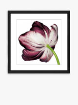 John Lewis Burgundy Tulip 4 Framed Print & Mount 56 x 56cm - Burgundy - Kazoop 