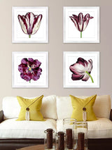 John Lewis Burgundy Tulip 4 Framed Print & Mount 56 x 56cm - Burgundy - Kazoop 