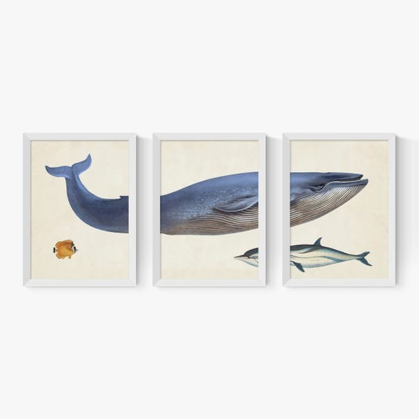 EAST END PRINTS Natural History Museum 'Whale' Print Set of 3 White Frame