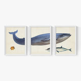 EAST END PRINTS Natural History Museum 'Whale' Print Set of 3 White Frame