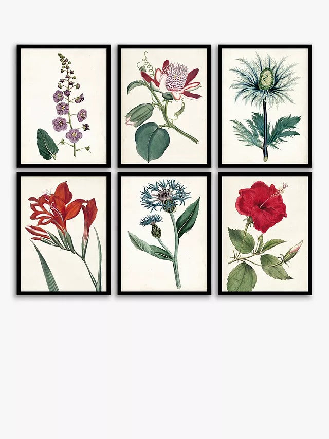 John Lewis Garden Botanicals - Framed Prints Set of 6 42 x 32cm - Multi