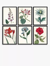 John Lewis Garden Botanicals - Framed Prints Set of 6 42 x 32cm - Multi