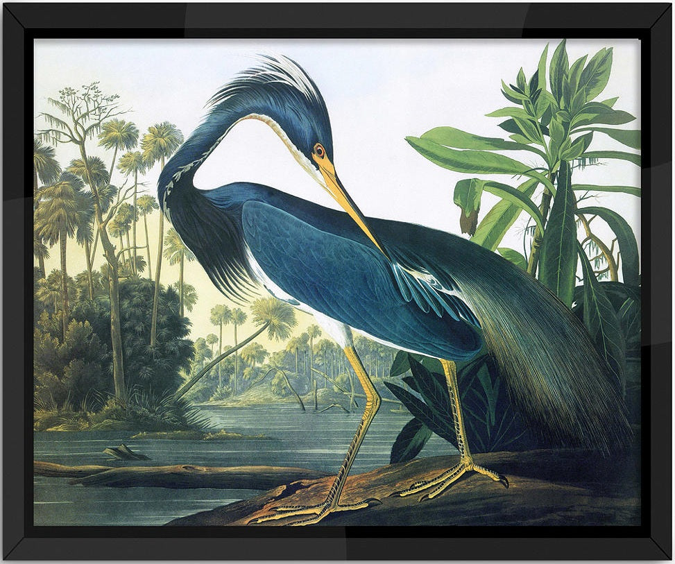 John James Audubon Tropical Bird II Framed Print 56cm x 46cm - Blue