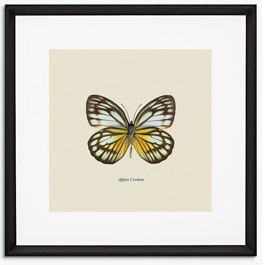 Appias Cardena Butterfly Framed Print Art & Mount - 45.5 x 45.5cm